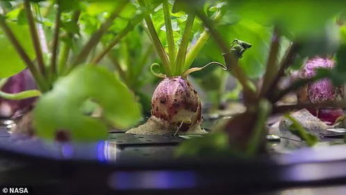 从太空到边疆 新鲜蔬菜的科技革命